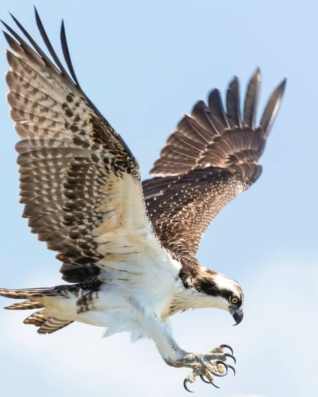 Hawk in air.