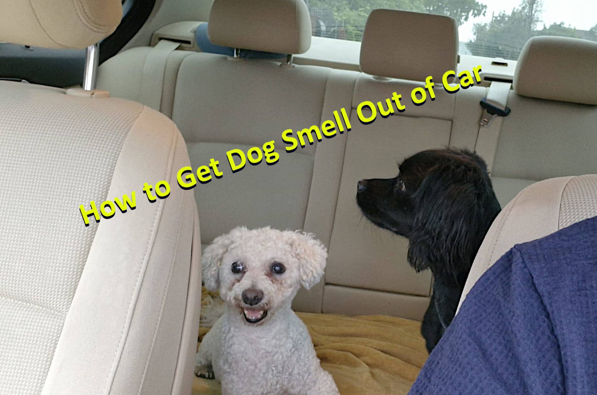 Sitemapcdatahttpsomobeldreferenzcomhow Do You Get Dog Smell Out Of A Car