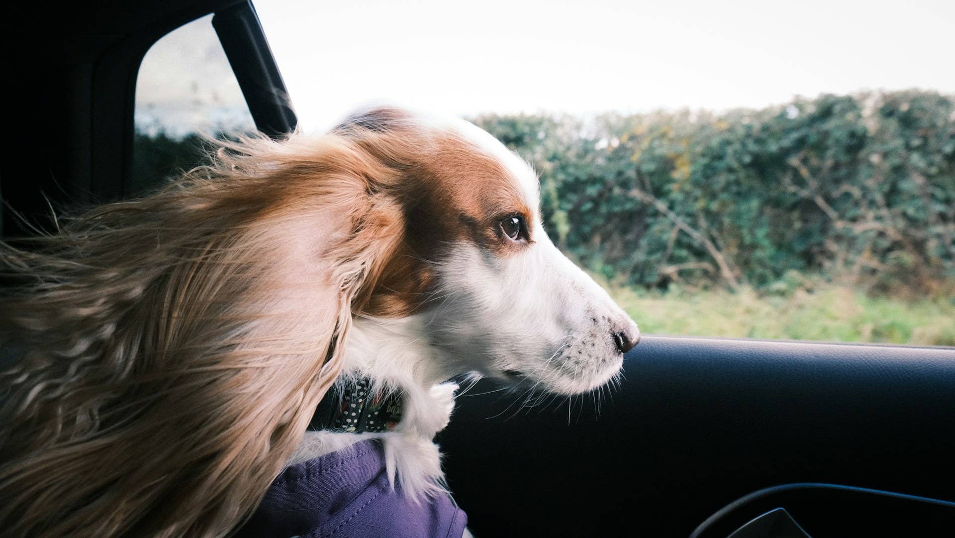 UNIQUE CLASSIC CAR NAMES FOR DOGS visual data 7